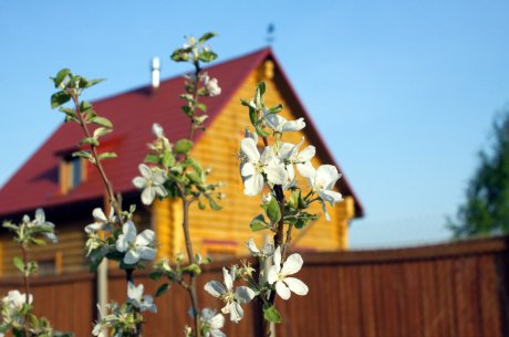 4 секрета монастырского сада – как вырастить деревья-долгожители