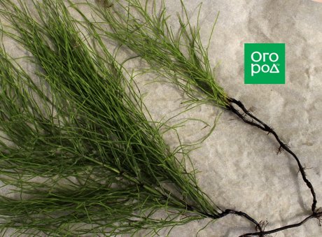 Народные рецепты от болезней сада Народные рецепты от болезней сада
