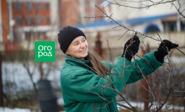 Зимняя обрезка сада: экономия времени или напрасный риск?