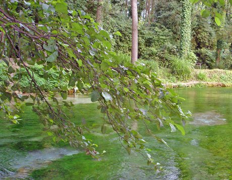 Спасение утопающих: 13 растений-водохлебов для заболоченных и подтапливаемых участков