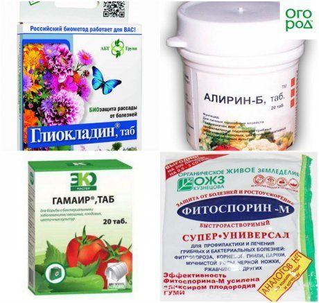 Что такое фунгициды и для чего их применяют Что такое фунгициды и для чего их применяют