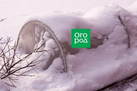 Укрытие роз сломалось под снегом – что делать? Укрытие роз сломалось под снегом – что делать?