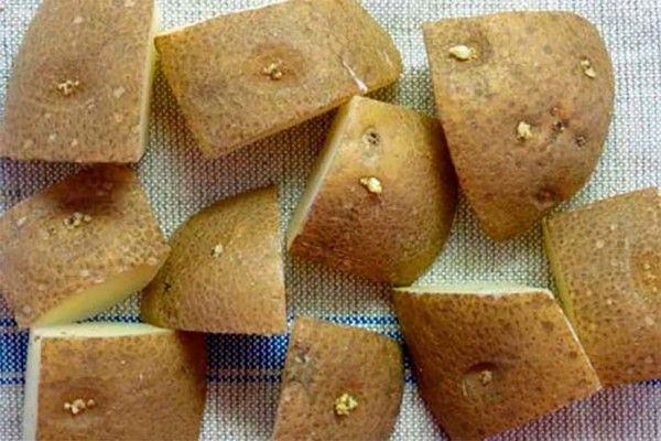Какие супер-лайфхаки помогут повысить урожайность картошки Какие супер-лайфхаки помогут повысить урожайность картошки