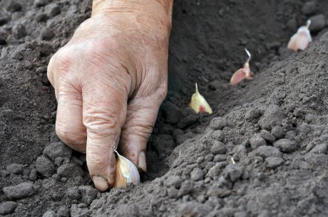 Сибирский способ посадки чеснока &ndash; урожай гарантирован